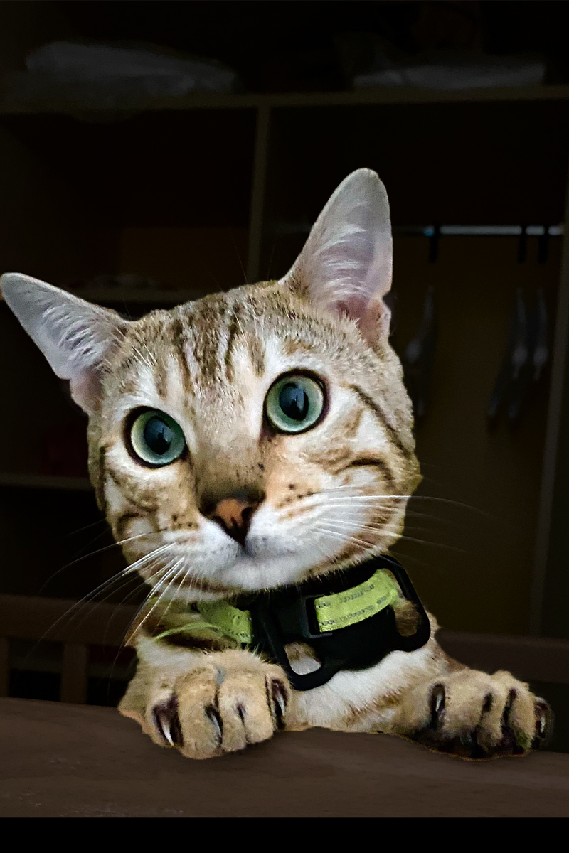 donut bengal